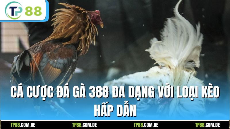 Cá cược đá gà 388 đa dạng với loại kèo hấp dẫn