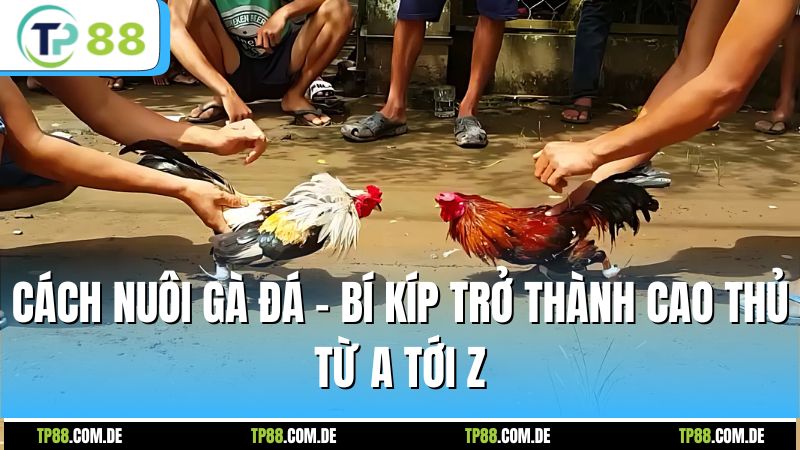 Cách Nuôi Gà Đá - Bí Kíp Trở Thành Cao Thủ Từ A Tới Z