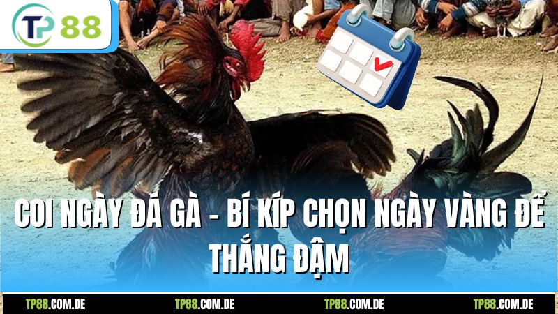 Coi Ngày Đá Gà - Bí Kíp Chọn Ngày Vàng Để Thắng Đậm