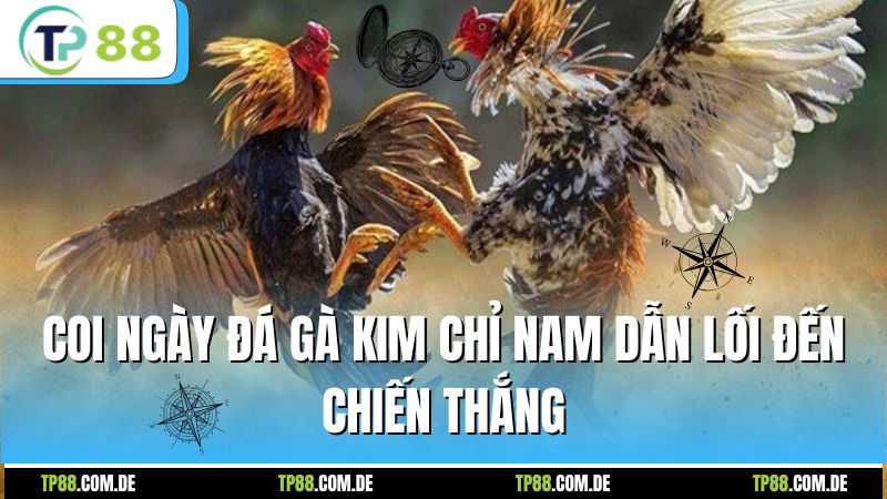 Coi ngày đá gà kim chỉ nam dẫn lối đến chiến thắng