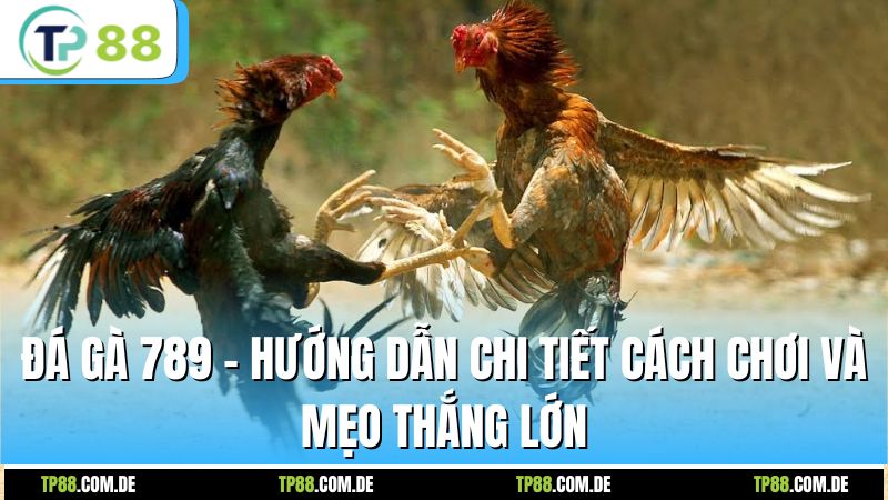 Đá Gà 789 - Hướng Dẫn Chi Tiết Cách Chơi Và Mẹo Thắng Lớn