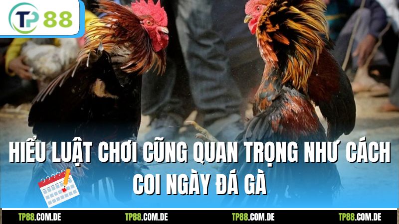 Hiểu luật chơi cũng quan trọng như cách coi ngày đá gà