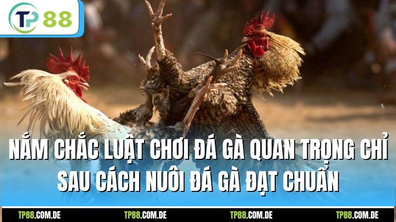Nắm chắc luật chơi đá gà quan trọng chỉ sau cách nuôi đá gà đạt chuẩn