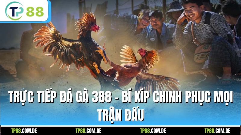 Trực Tiếp Đá Gà 388 - Bí Kíp Chinh Phục Mọi Trận Đấu