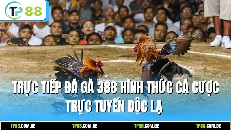 Trực tiếp đá gà 388 hình thức cá cược trực tuyến độc lạ
